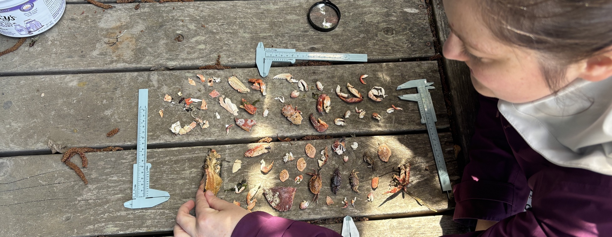 Green Crab Molt Search Training- November 7 (10:00 AM-12:00 PM)